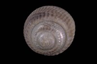 藏品(頭巾黑鐘螺)的圖片